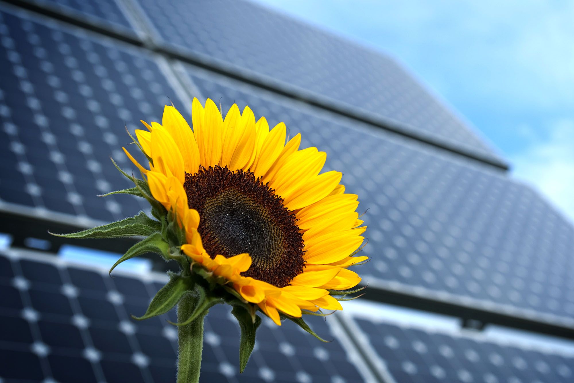 AgriPV guarantees regular income for the farmer from electricity production, essential in bad years when income is low from food production due to bad market or weather conditions.